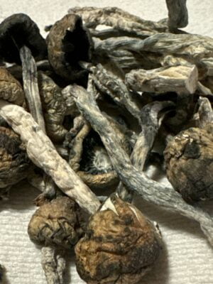 Blue Meanie Magic Mushrooms (Premium) photo review