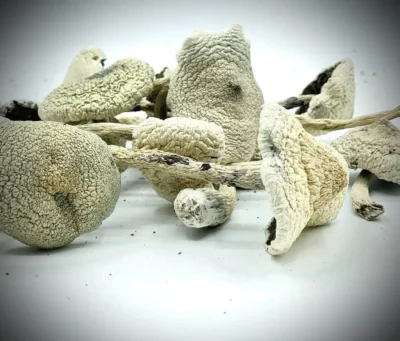 White Teacher True Albino Magic Mushrooms