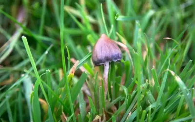 ‘They broke my mental shackles’: could magic mushrooms be the answer to depression?