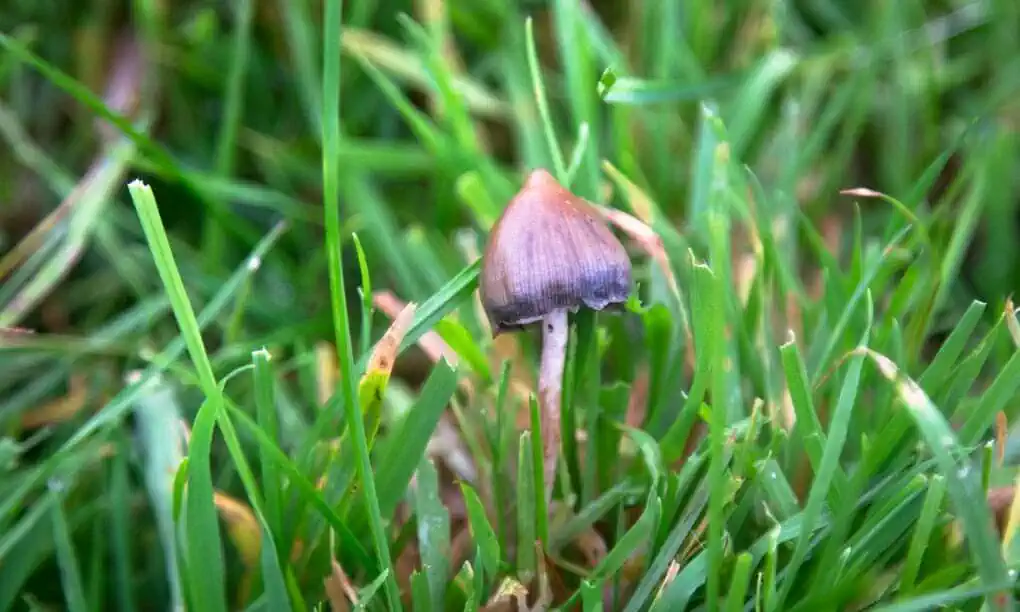 They broke my mental shackles': could magic mushrooms be the answer to depression?