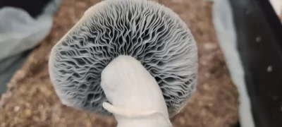 Blue banshee magic mushrooms