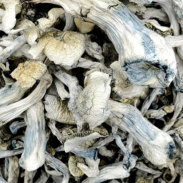 Albino Xico Magic Mushrooms