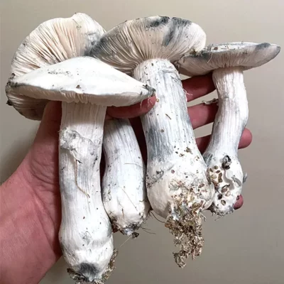 Avery Albino Magic Mushrooms