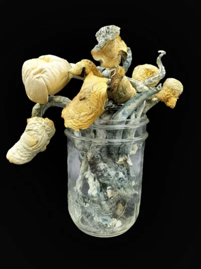 Avery Albino Magic Mushrooms - Magic Mushies