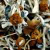 Blue meanie magic mushrooms