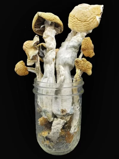 Cambodian Gold Magic Mushrooms