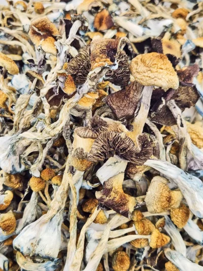 cambodian-magic-mushrooms-2