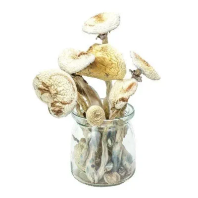 Cambodian True Albino Magic Mushrooms 1 - FarmBoy Health Ltd