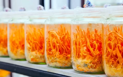 The zombie fungi that inspired ‘the last of us’ is actually edible—and super common