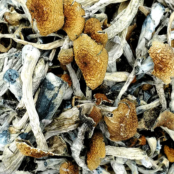 Golden Teacher Magic Mushrooms 1 - Magic Mushies