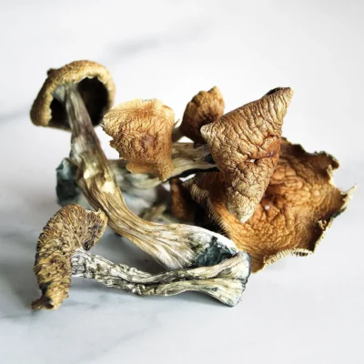 Golden Teacher Magic Mushrooms