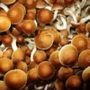 Golden Teacher Magic Mushrooms