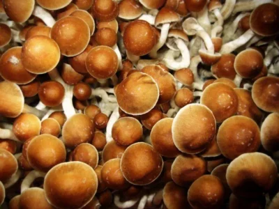 Golden Teacher Magic Mushrooms