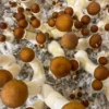 Golden Teacher Magic Mushrooms Fruiting