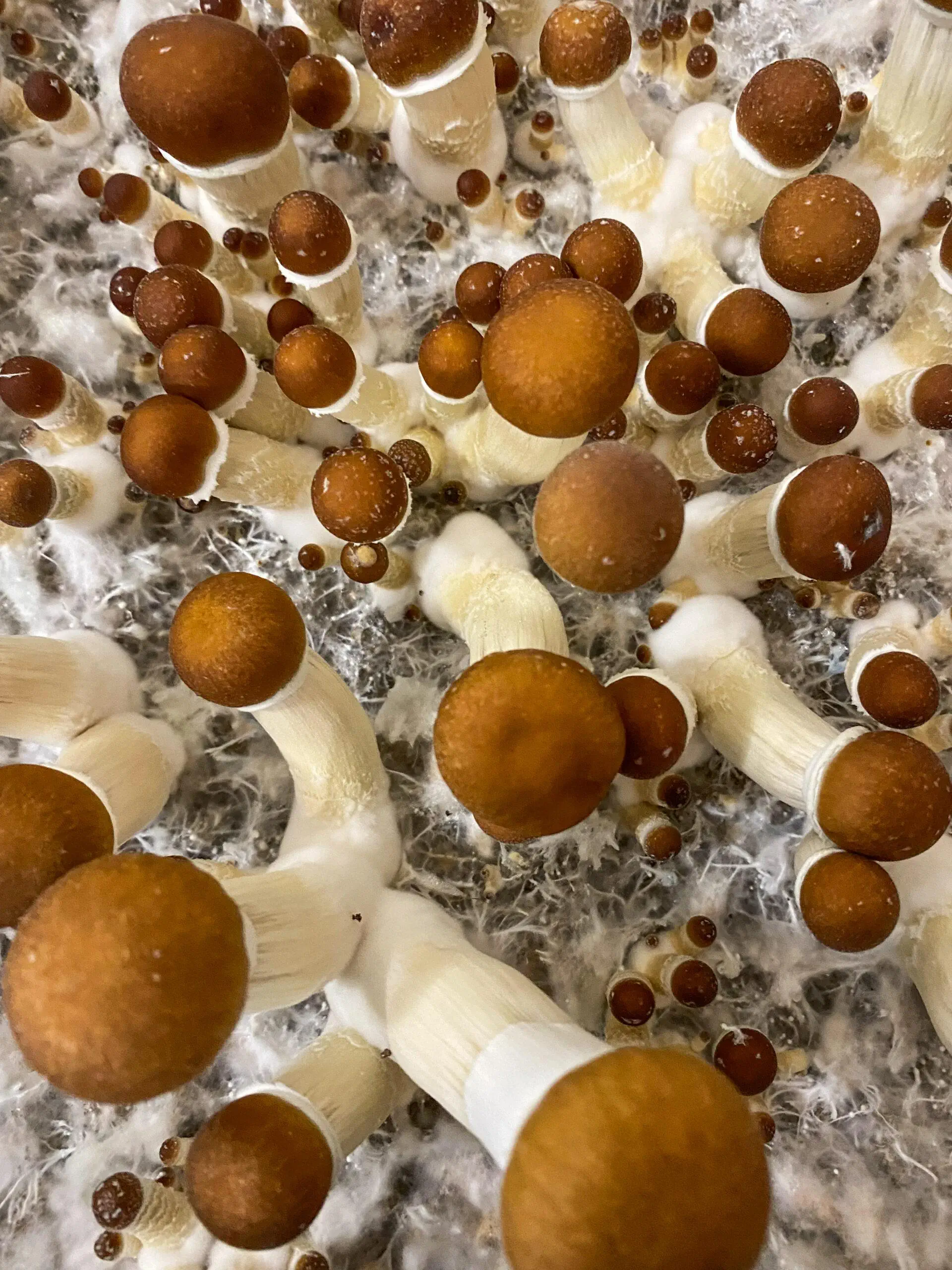 Golden Teacher Magic Mushrooms Fruiting