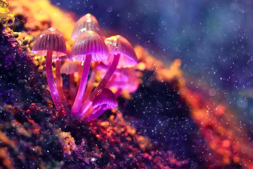 Hallucinogen-in-magic-mushrooms-relieves-depression-in-largest-clinical-trial-to-date