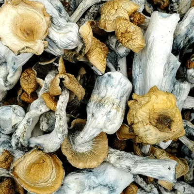Hillbilly magic mushrooms