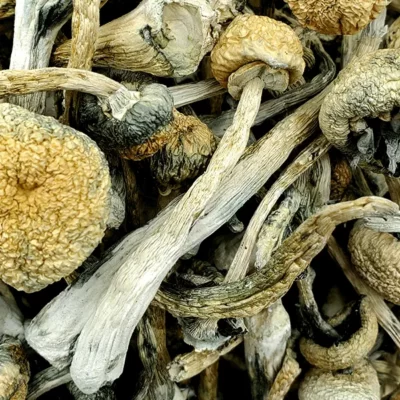 Leucistic Burmese Magic Mushrooms