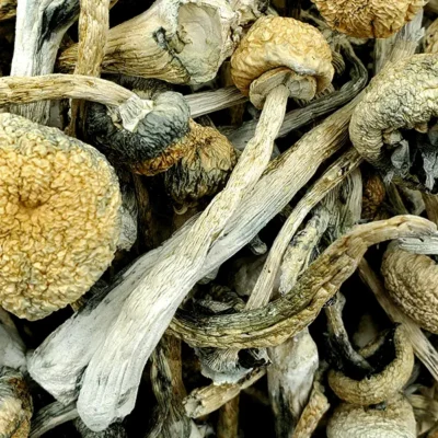 Leucistic burmese magic mushrooms
