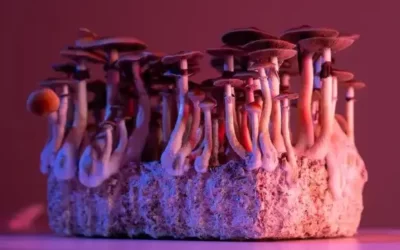 Magic mushrooms’ psilocybin can alleviate severe depression when used with therapy