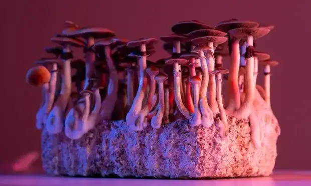 Magic-mushrooms-psilocybin