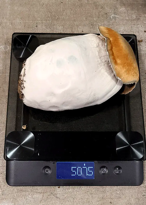 Melmac Magic Mushroom 500 grams