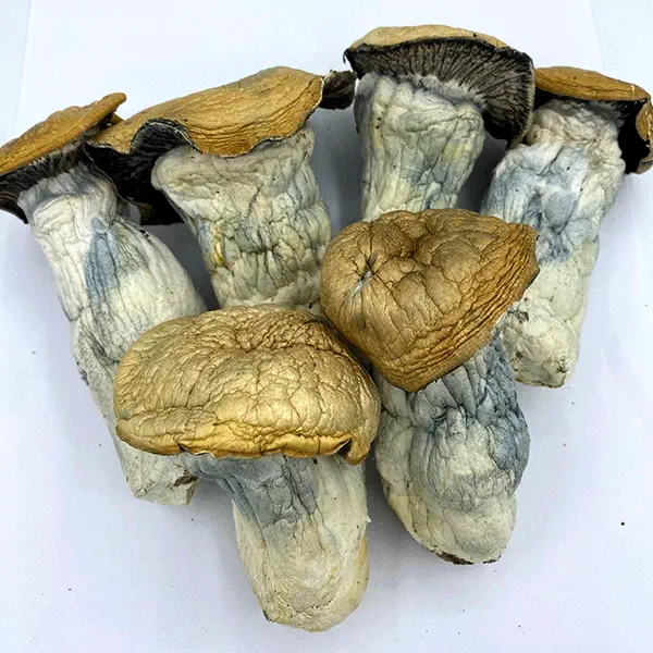 Melmac Magic Mushrooms