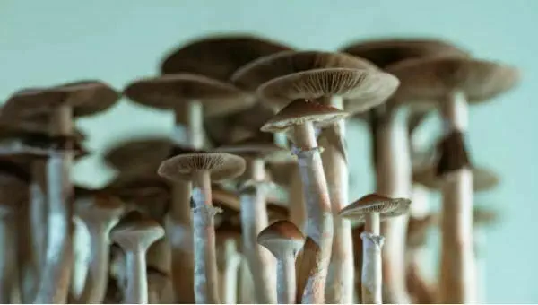‘Magic mushrooms’ grow in man’s blood after injection with shroom tea