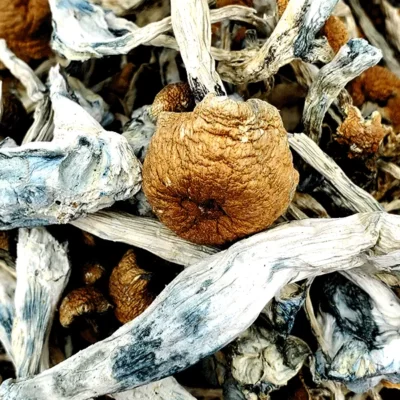 Orissia India Magic Mushrooms