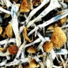 Amazonian Magic Mushrooms