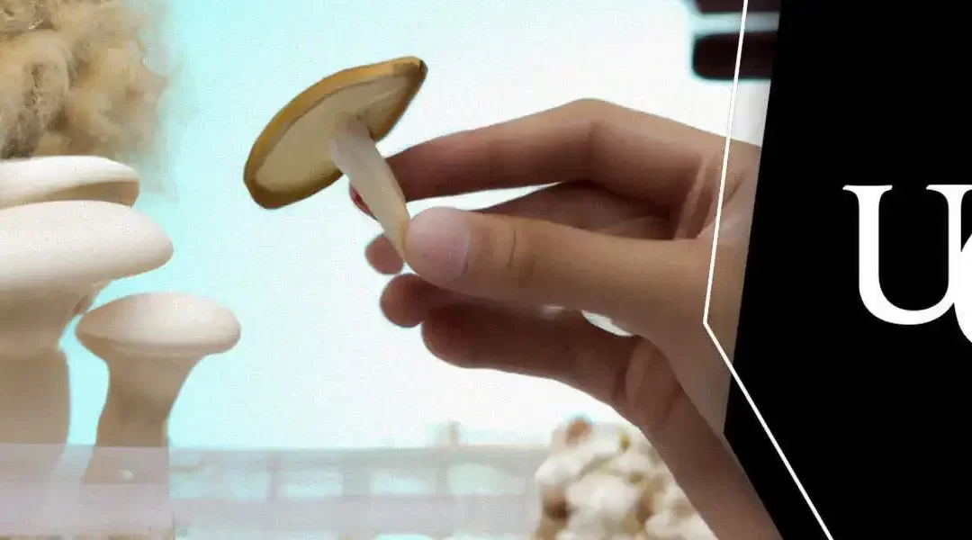 Plant-Scientists-Granted-Licence-to-Study-‘Magic-Mushrooms