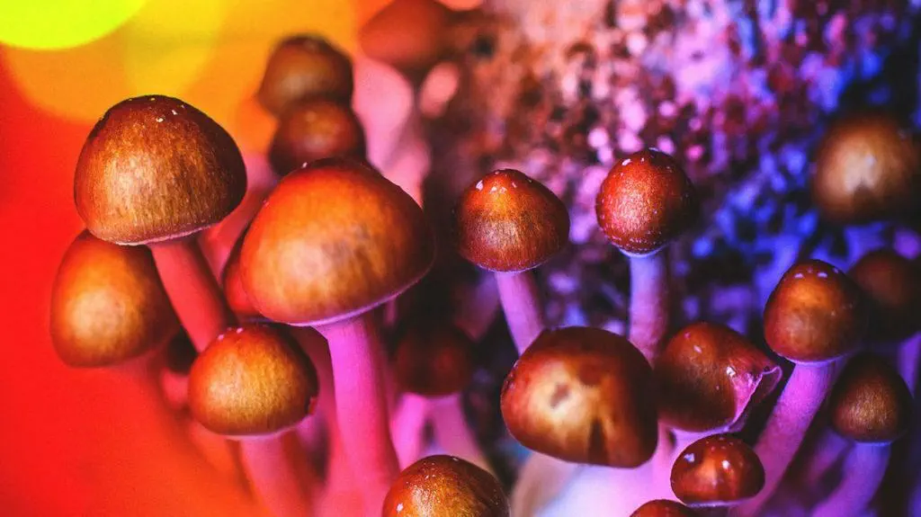 Mushrooms as Medicine? Psychedelics May Be Next Breakthrough Treatment