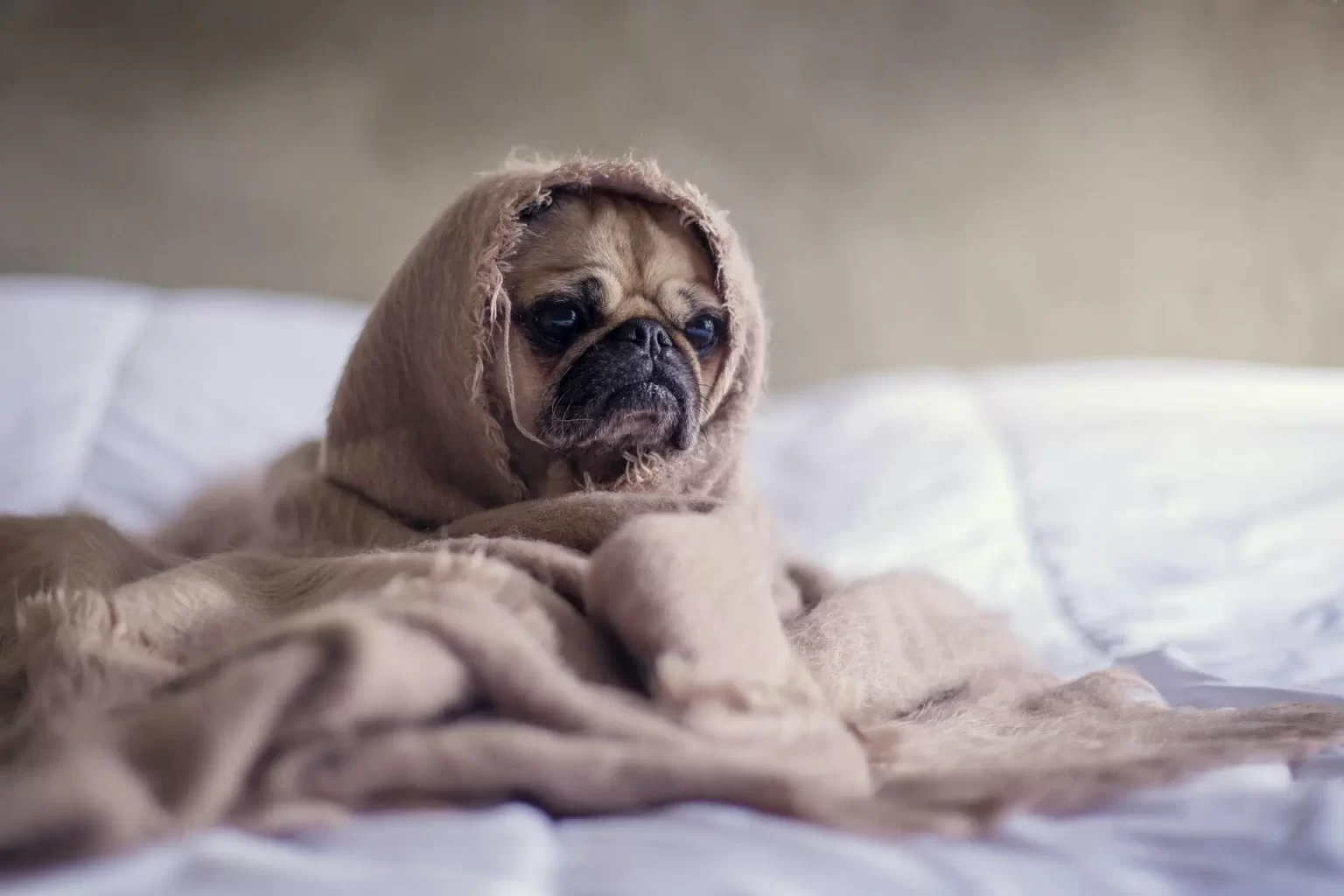Pug dog sitting on a bed, wrapped in a blanket
