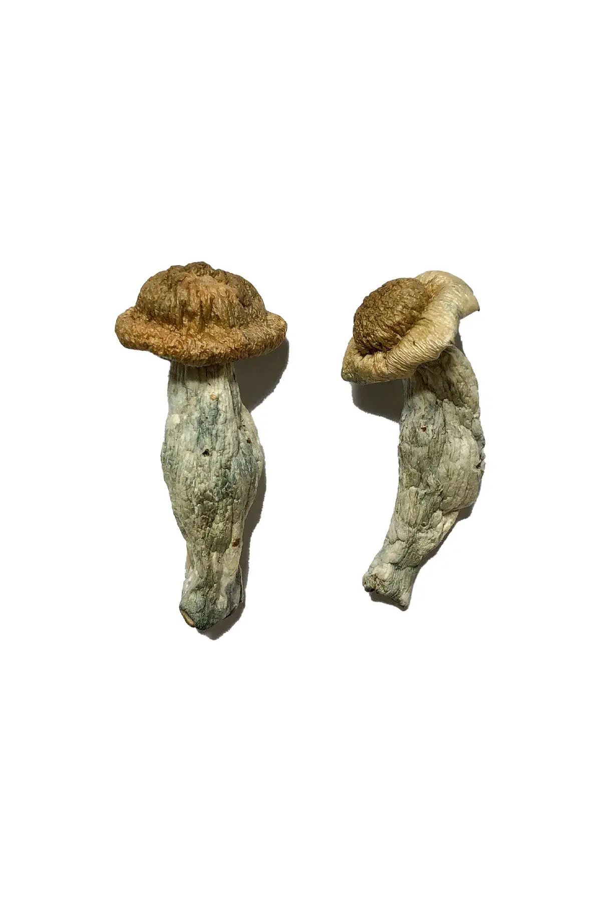 Sheperds Penis Envy Magic Mushrooms