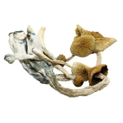 Syzygy magic mushrooms