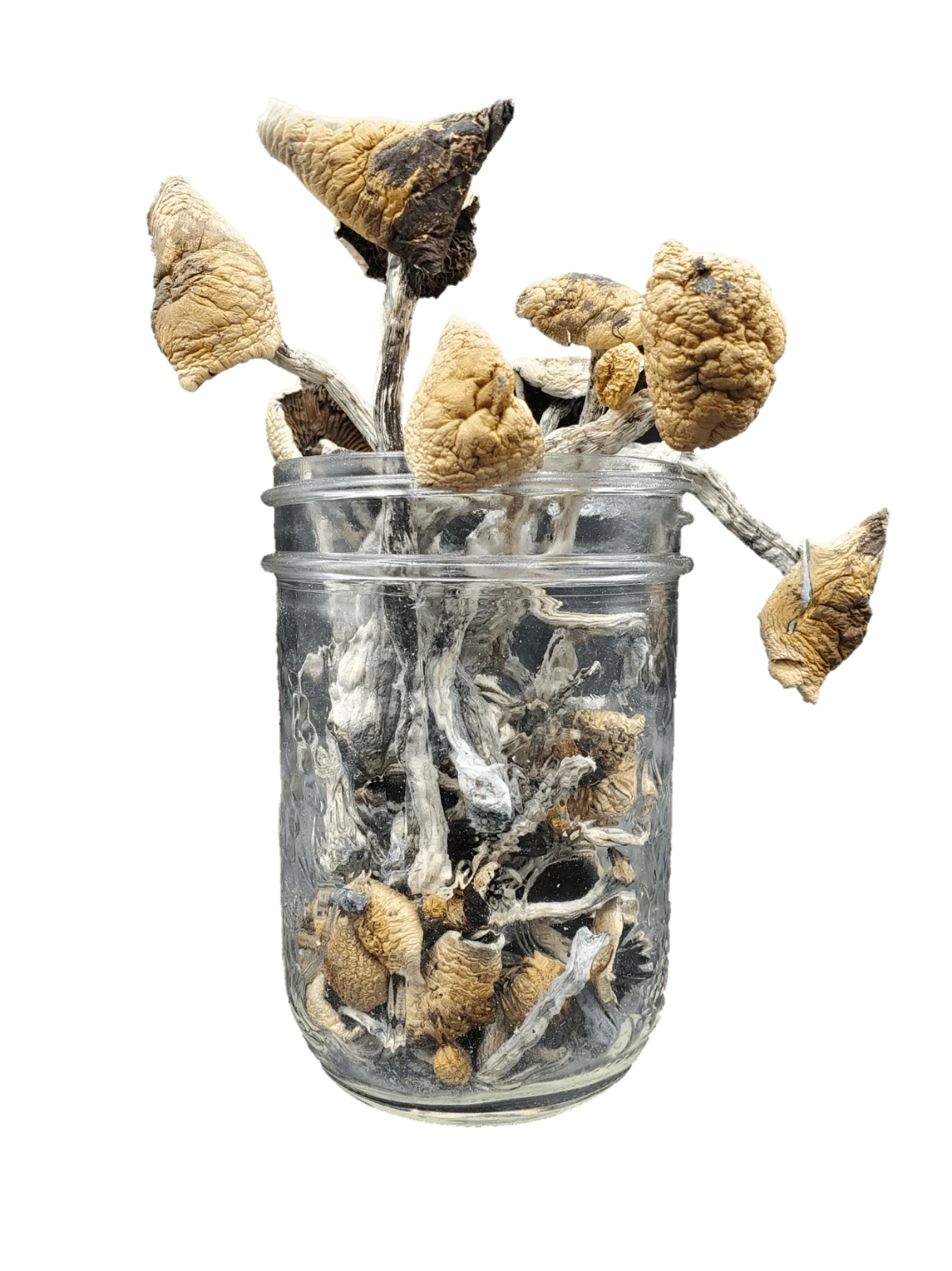Tosohatchee Magic Mushrooms