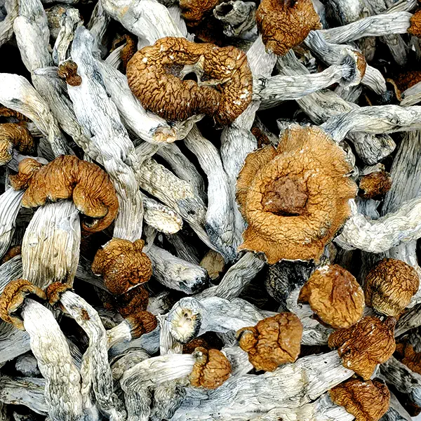 Trinity Magic Mushrooms - Magic Mushies