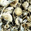 White teacher magic mushrooms