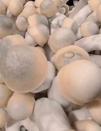 Blue Yeti Fruiting