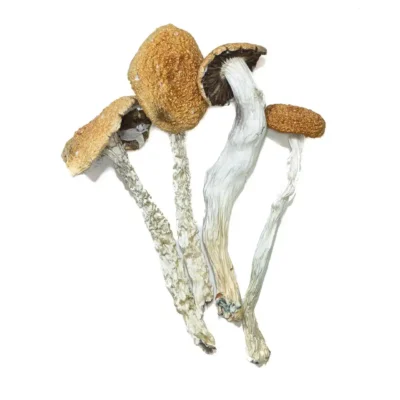 Daddy Long Legs Magic Mushrooms