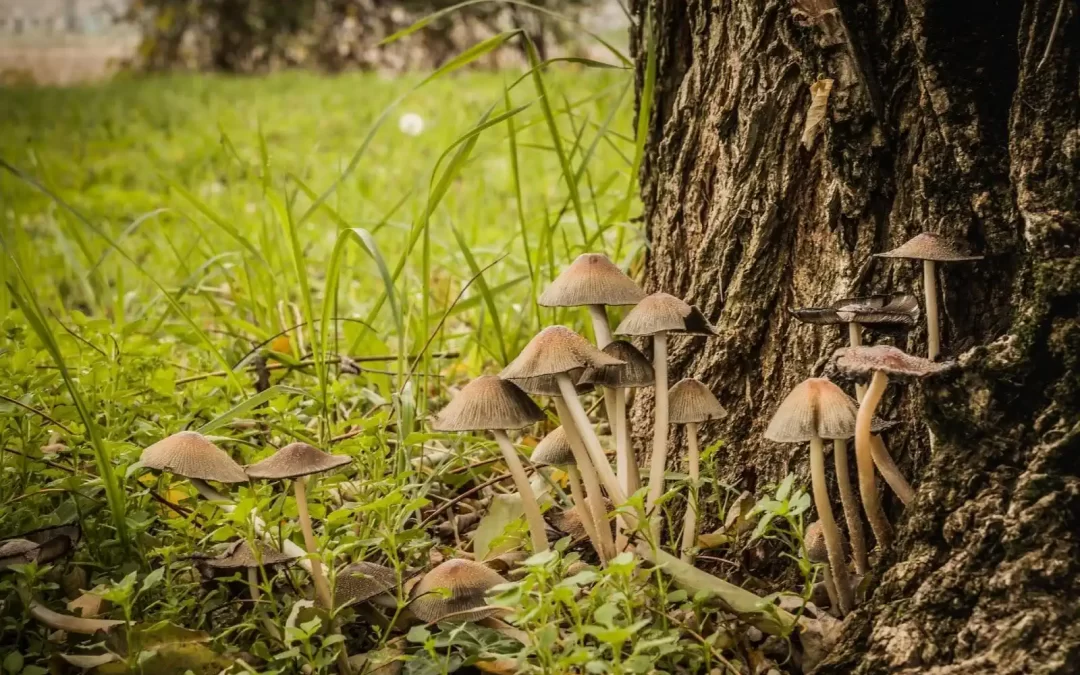 4 Most Popular Types of Magic Mushrooms