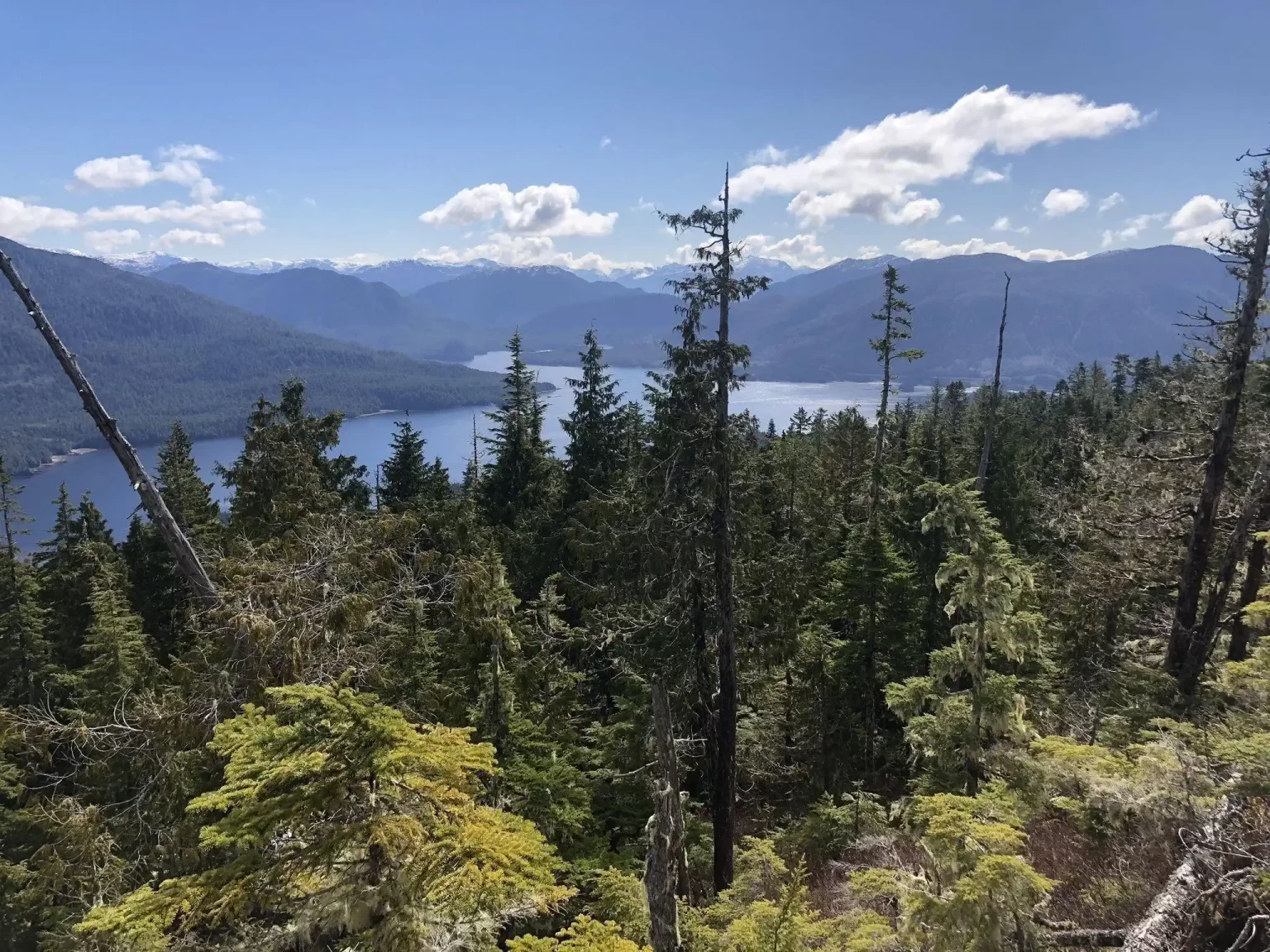 Prince rupert shroom trip