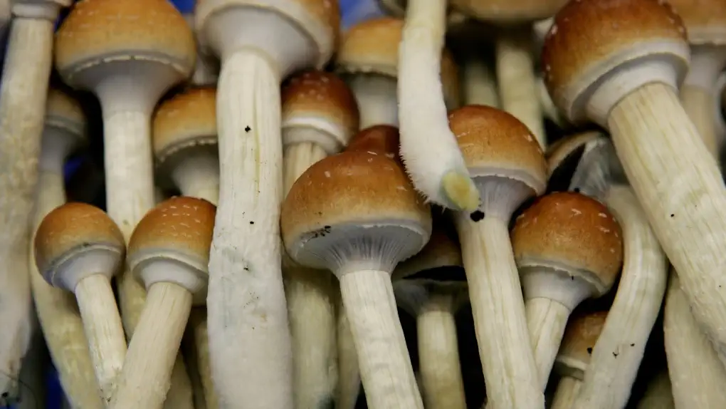 psilocybin-mushrooms