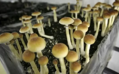 Colorado could become 2nd state to decriminalize mushrooms