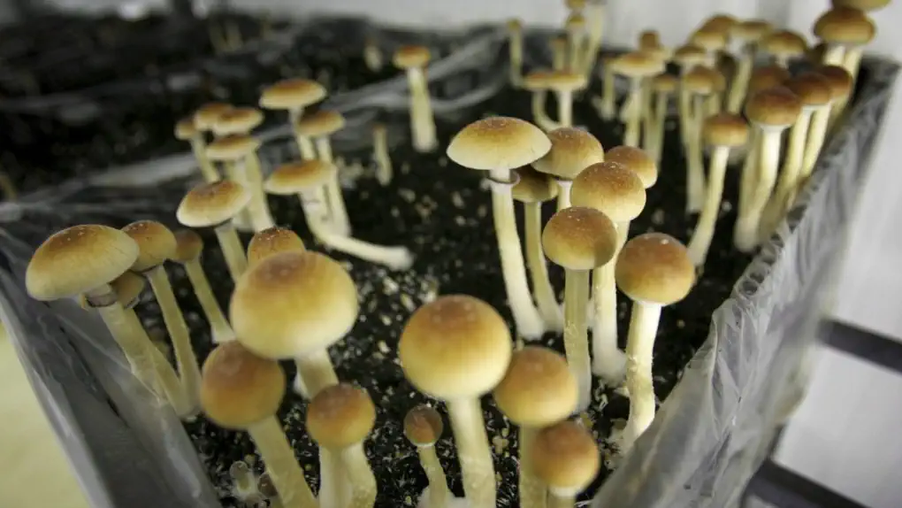 psilocybin mushrooms