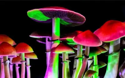 Scientists are beginning to unravel the effects of psilocybin mushrooms on bipolar disorder
