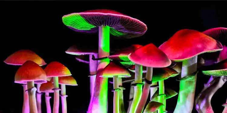 psychedelic psilocybin magic mushrooms