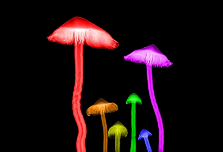 brightly coloured mushrooms