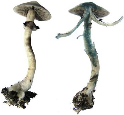 Psilocybe -magic mushies