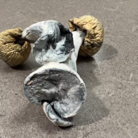 Magic Mushroom Party Pack 4oz (Staff Favorites) photo review